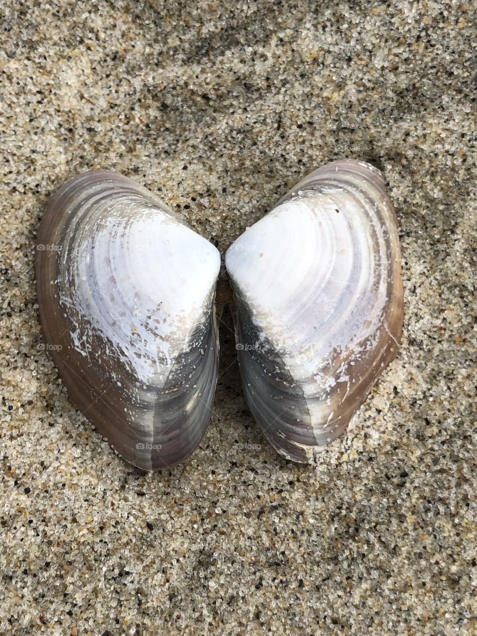 Shell on the Beach