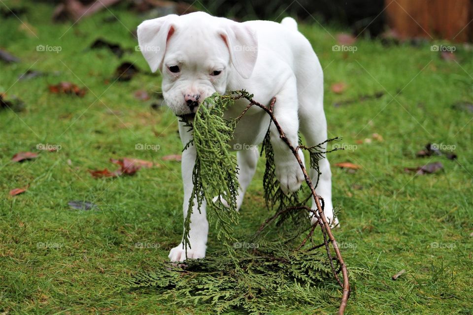 baby boxer