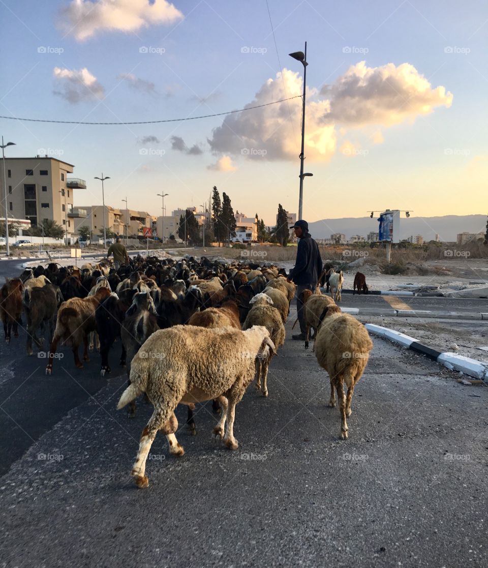 A flock of sheep on the road