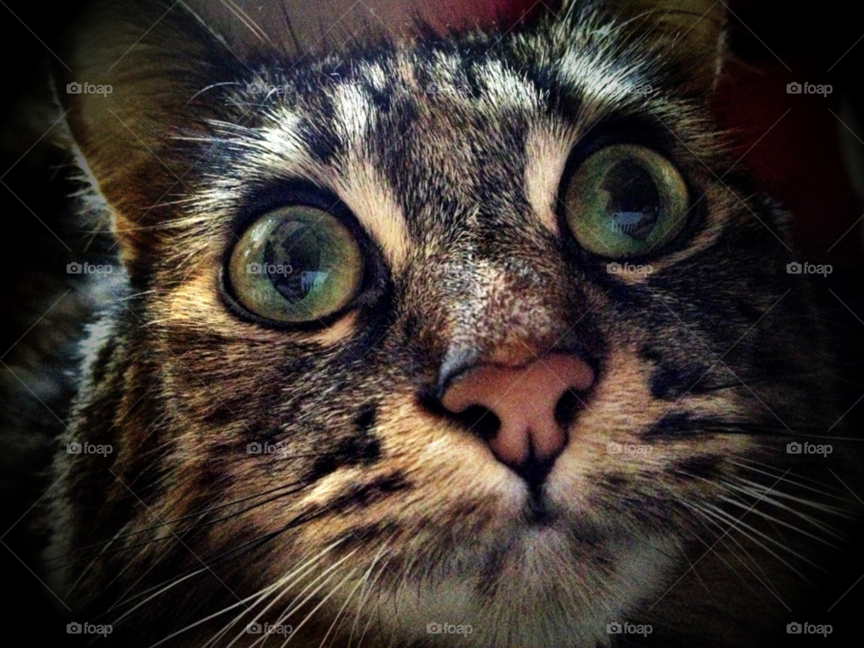 green happy face cat by emmanuelgr