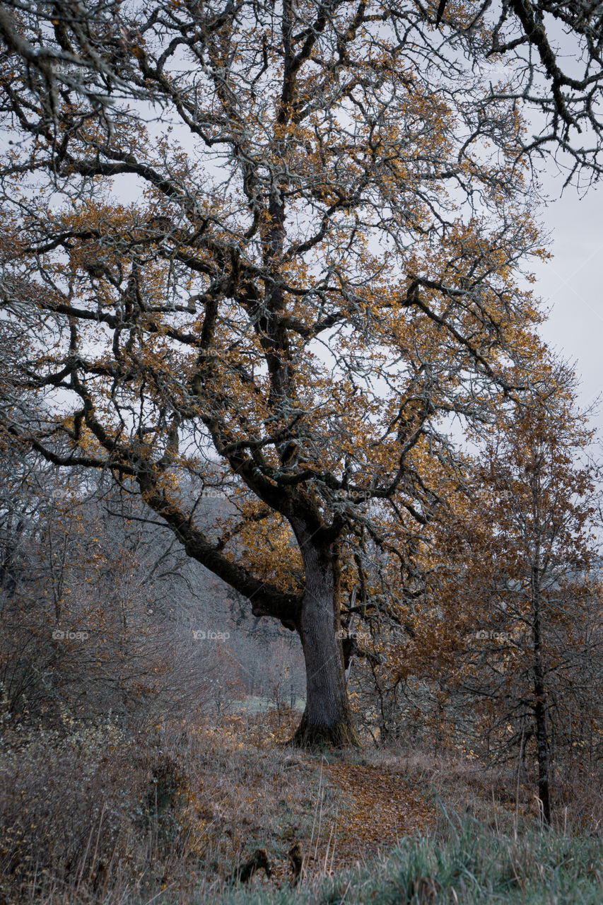 Queen of the woodland