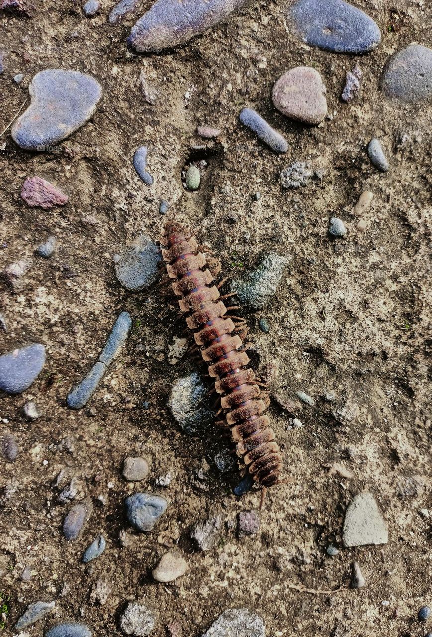 Centipede or millipede walking on the stone in the ground