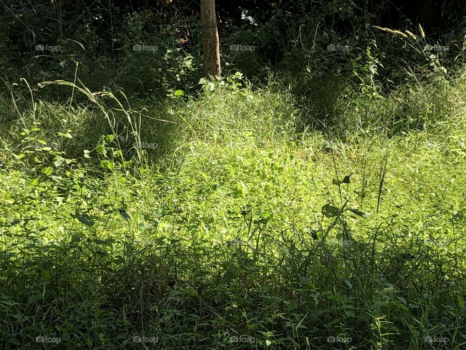 The stories of the green color , Countryside 