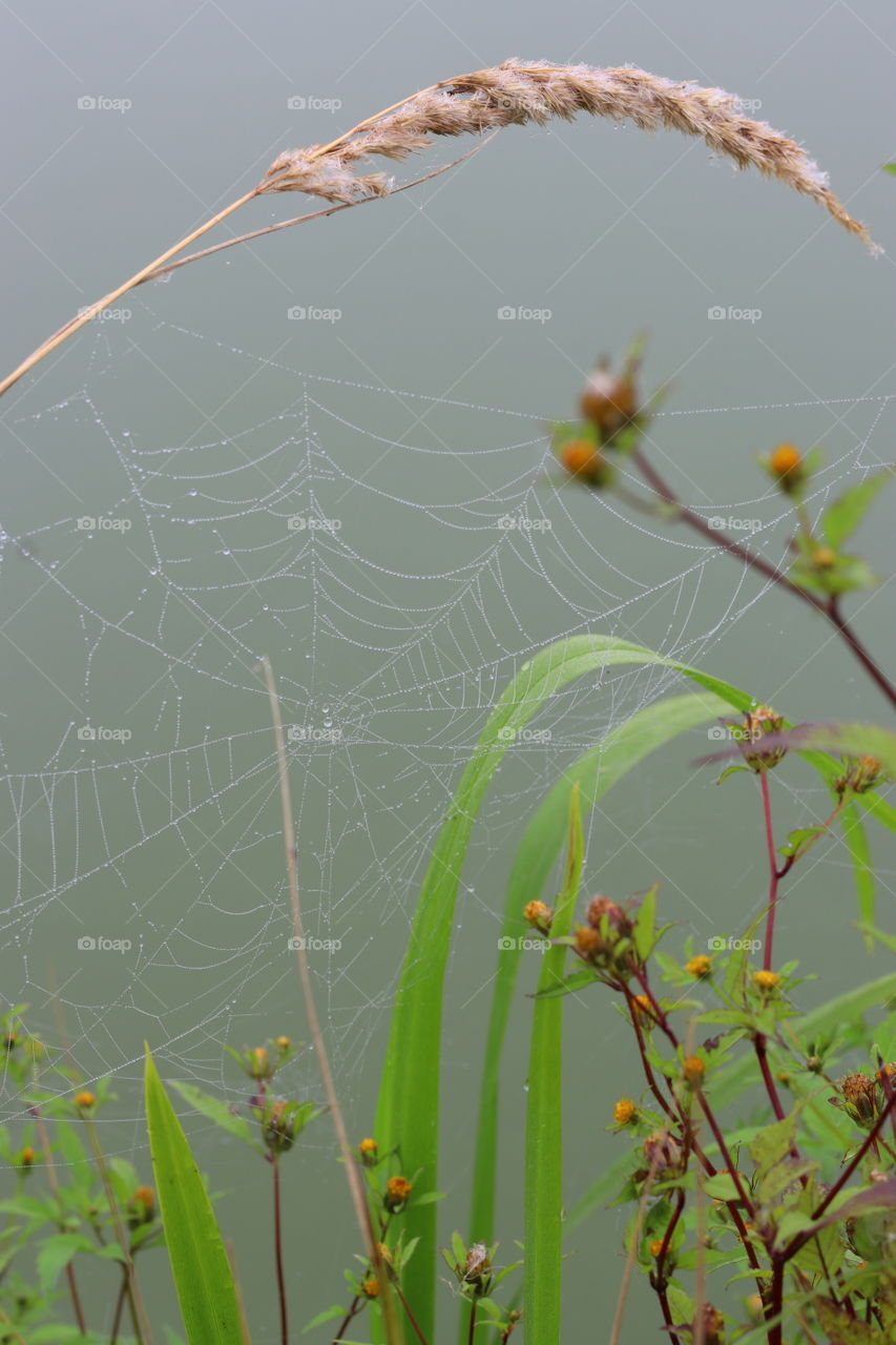 Dew on the web. A spider web stretched between green plants with orange flowers and a dry spike