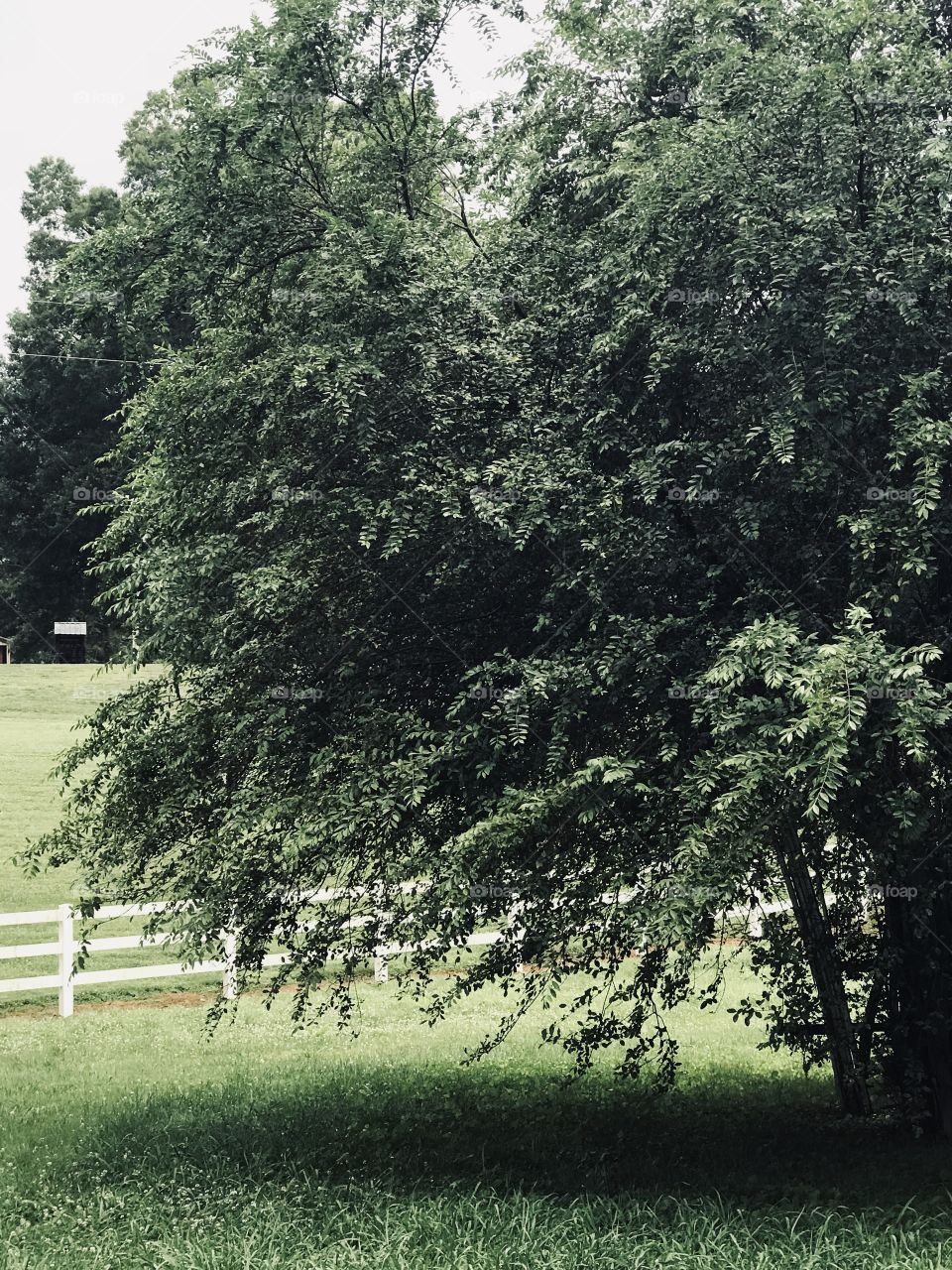 Rainy Day Tree