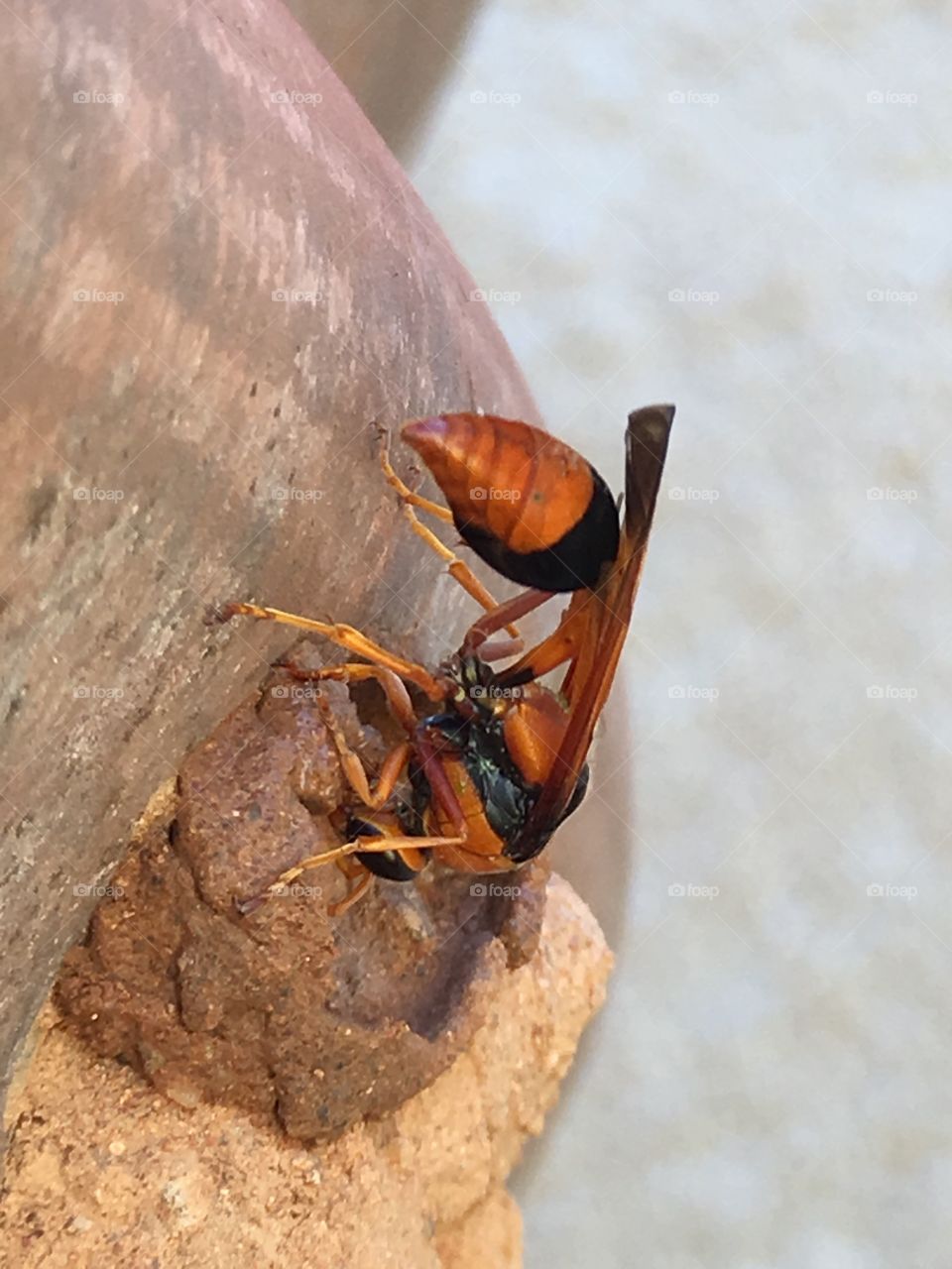 Orange mud wasp feeding young through nest hole