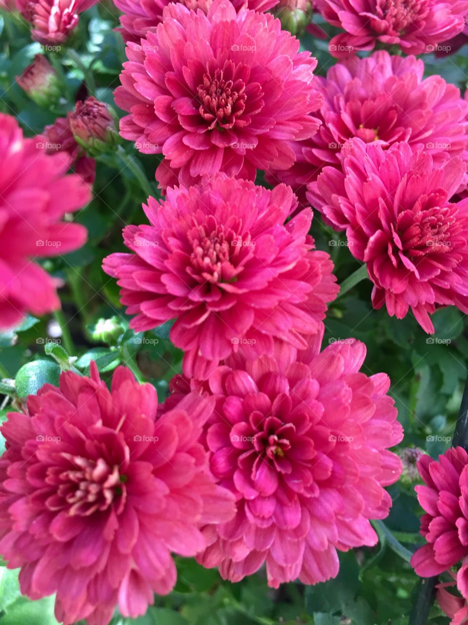 Chrysanthemums 