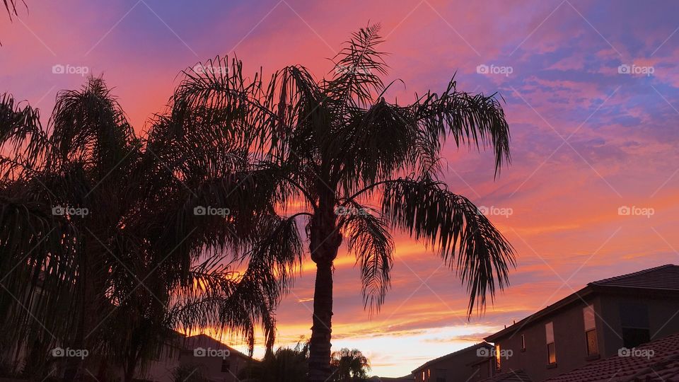 Palm tree at sunset