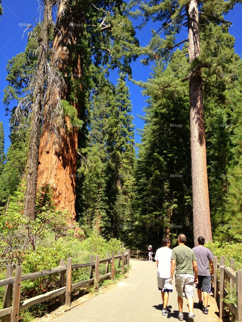 Hiking in the sequoias