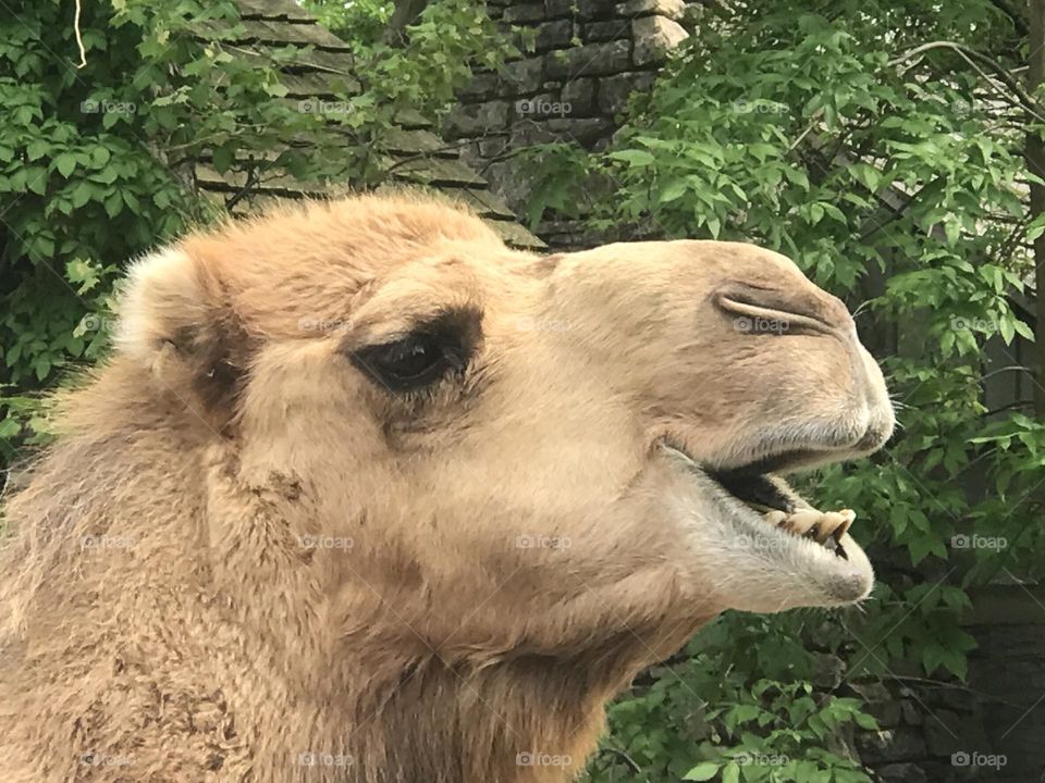 Camel up close