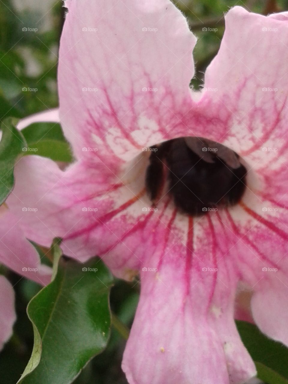 bee on a flower