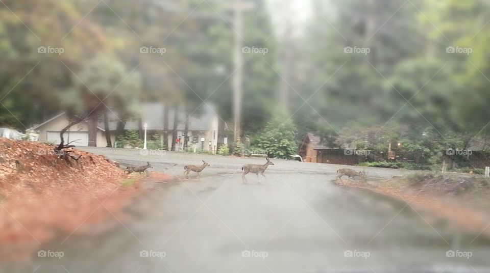 Deer Crossing