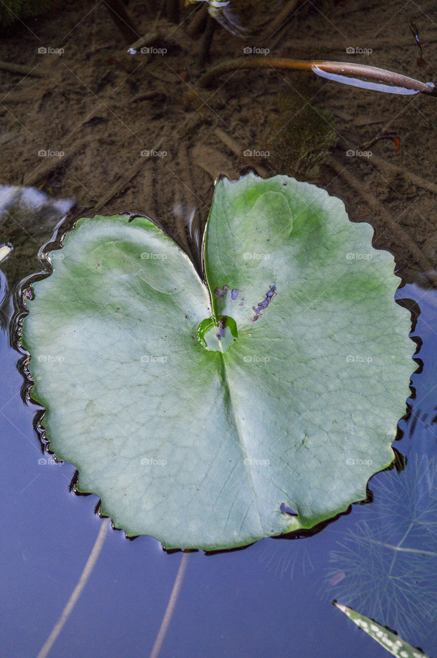 lotus leaves
