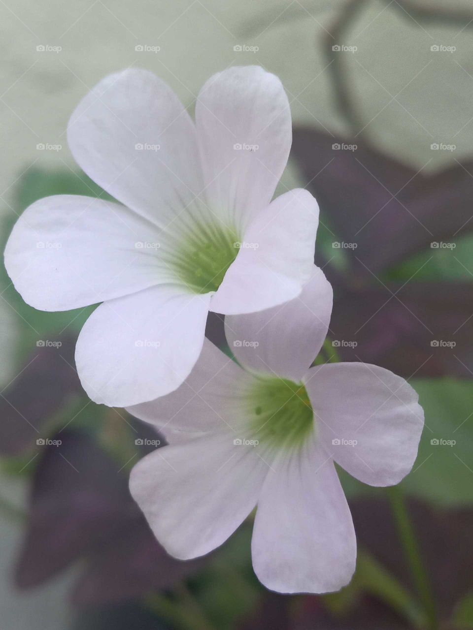oxalis