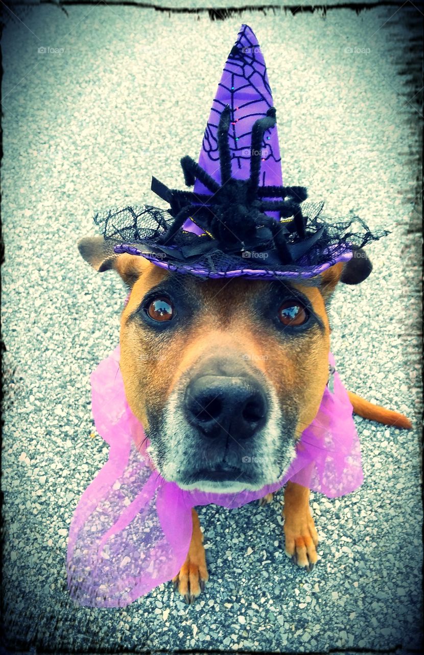 Witch Mutt . Halloween Lucy 