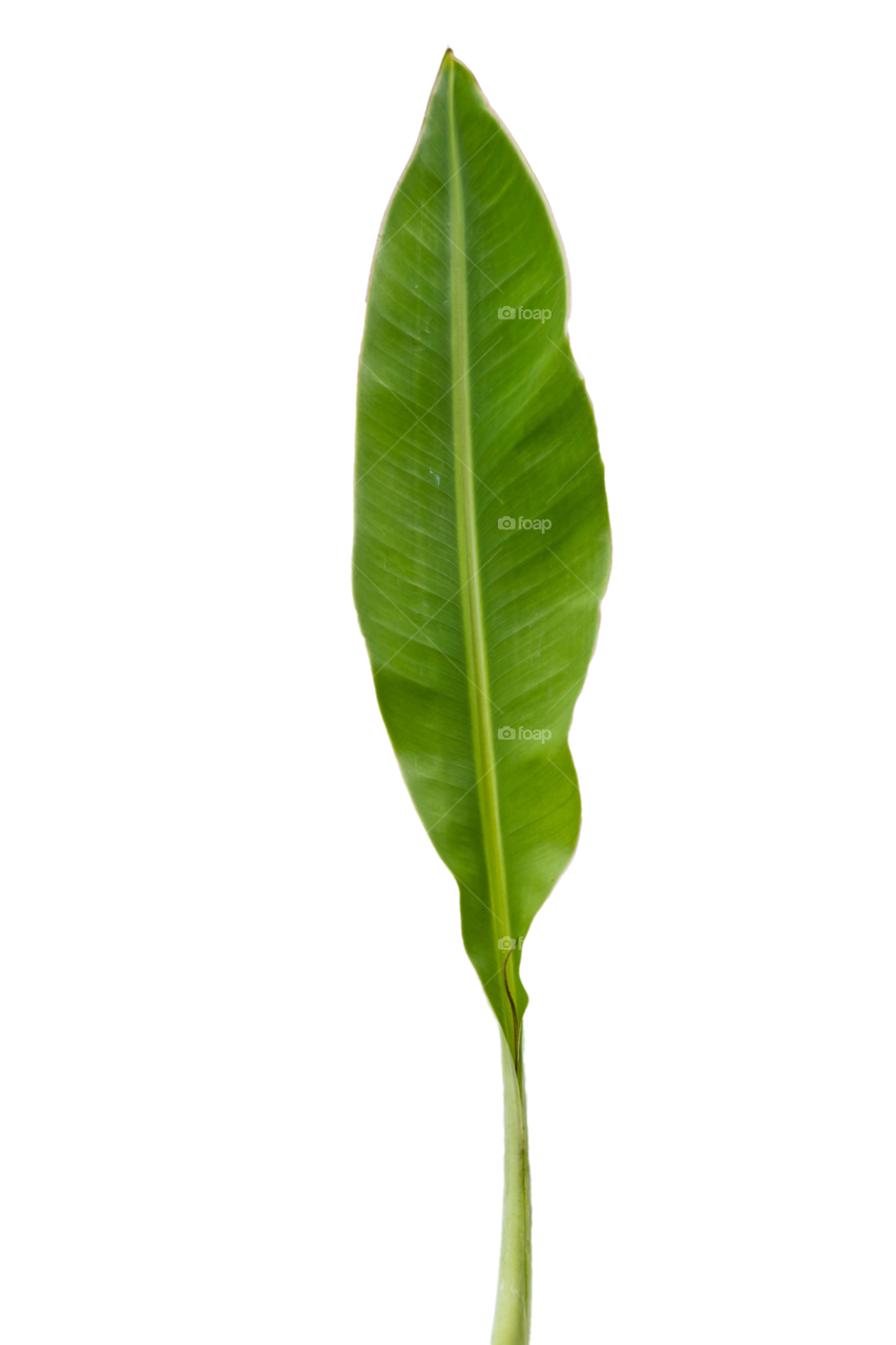 green leaf banana isolated by sonchai