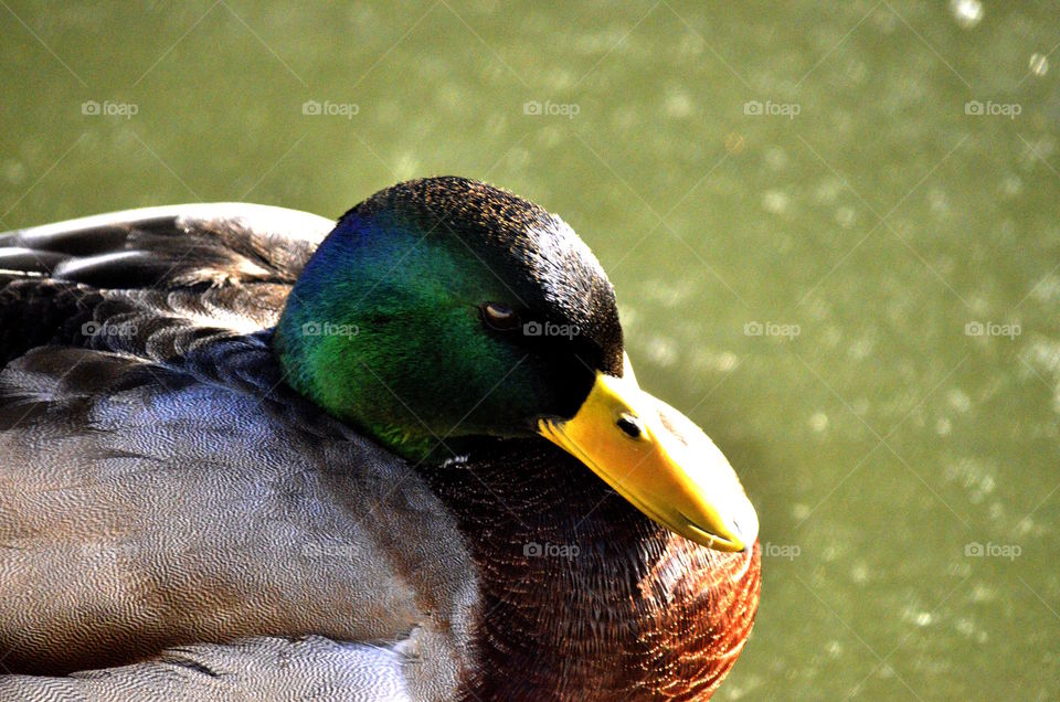 Duck on a lake