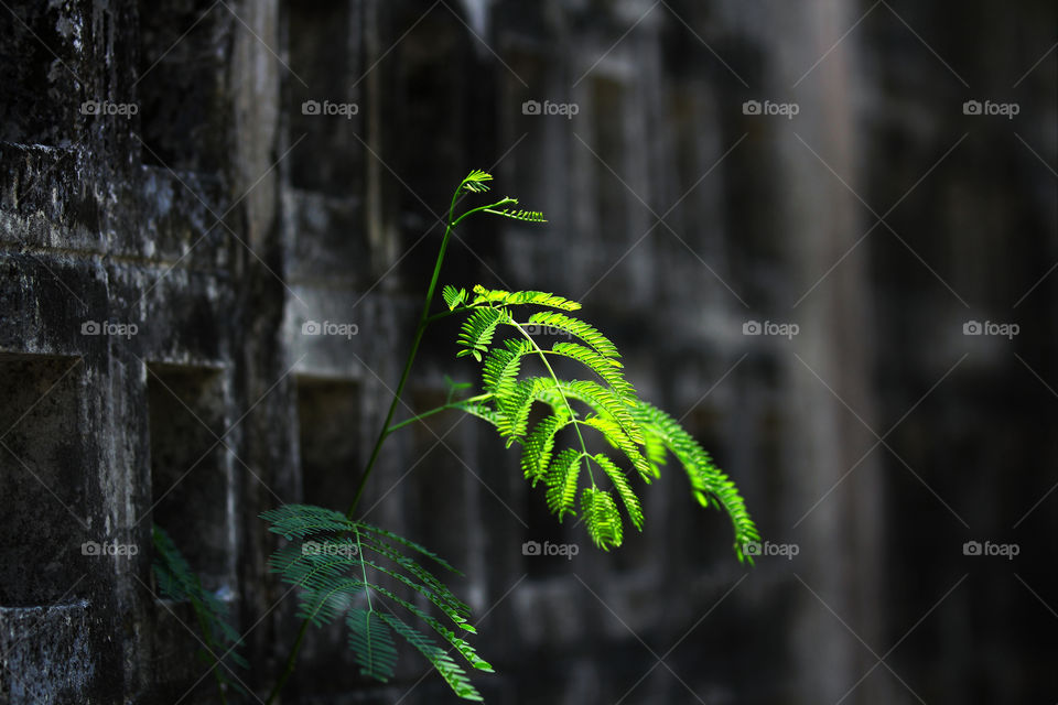street green nature wall by icestylecg
