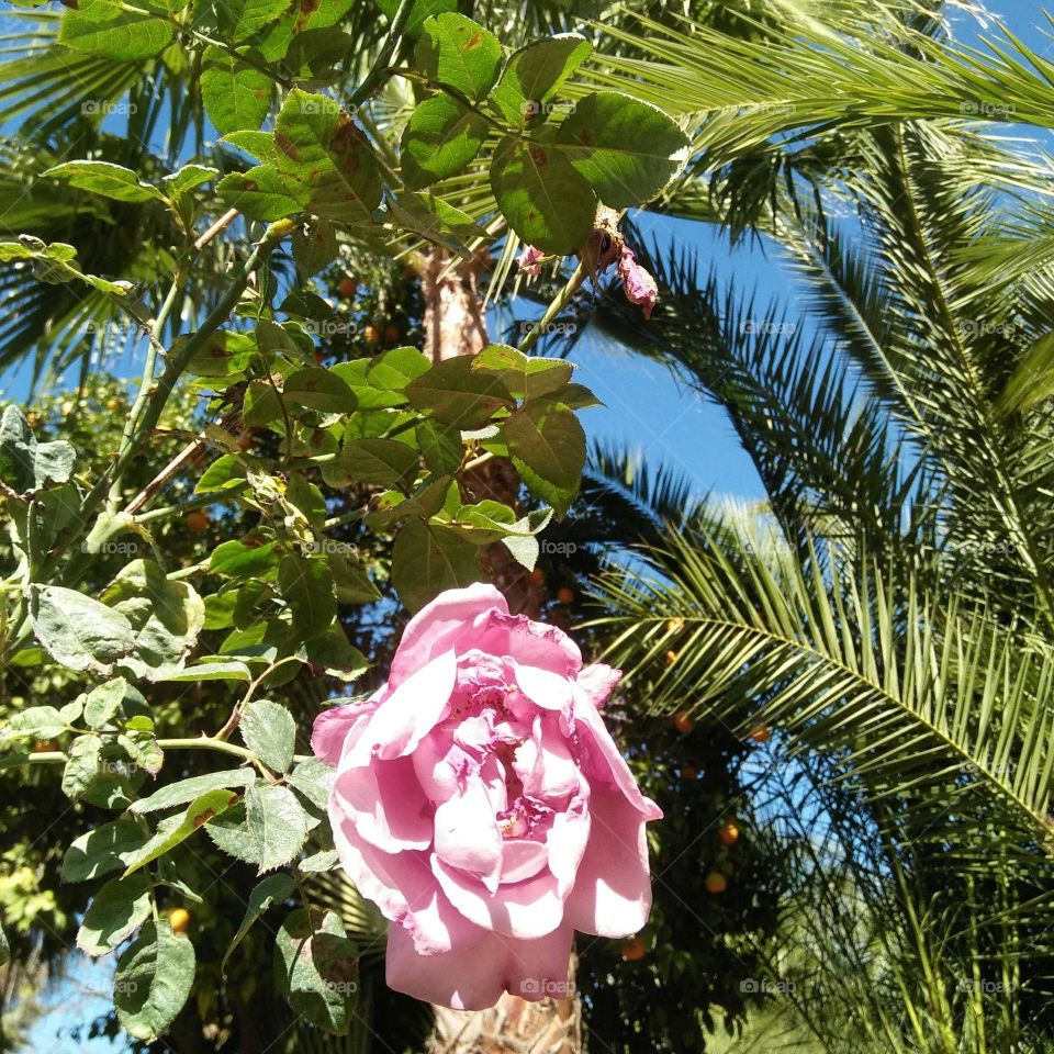 Beautiful flower and palm trees