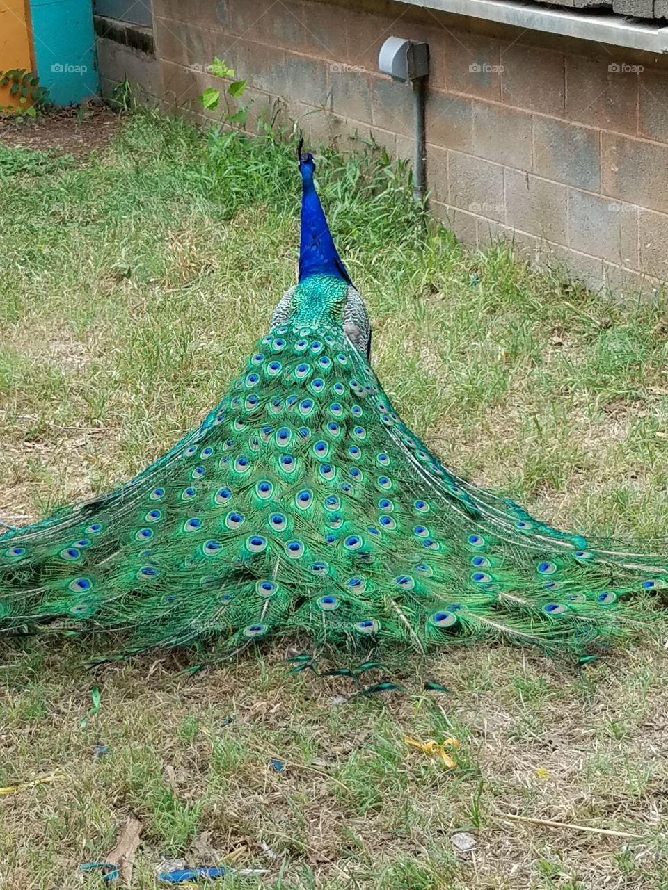 peacock train