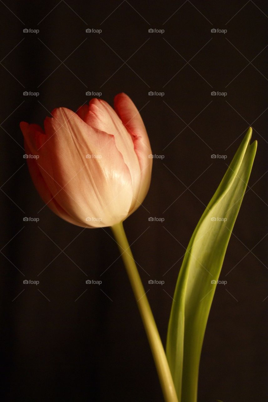 flowers plants tulip tulips by lgt41