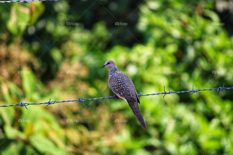 spotted dove sitting on fencing wire, blurred natural green background,sharp landscape photo