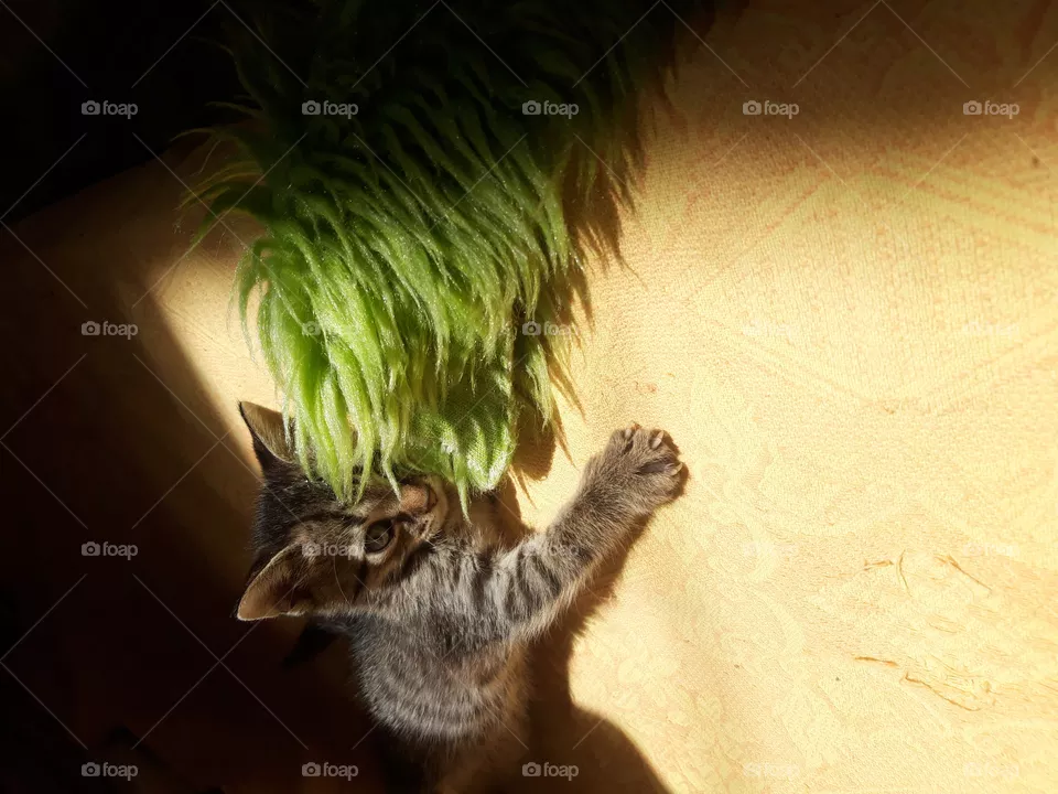 Kitty