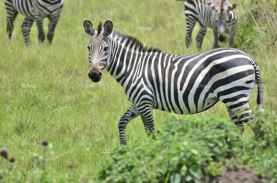 Zebra, Safari, Equid, Savanna, Wildlife