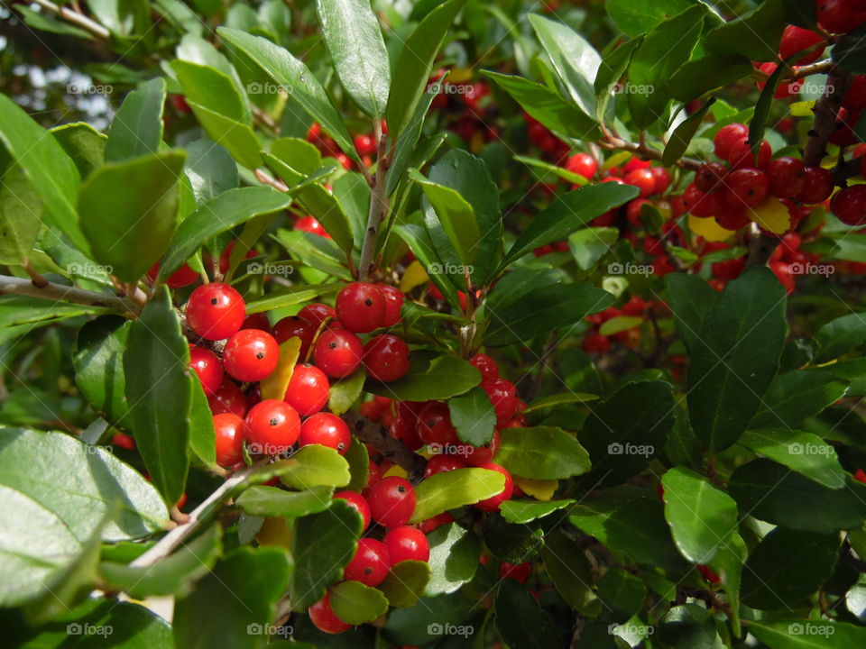 berries. This is a picture of a berry tree
