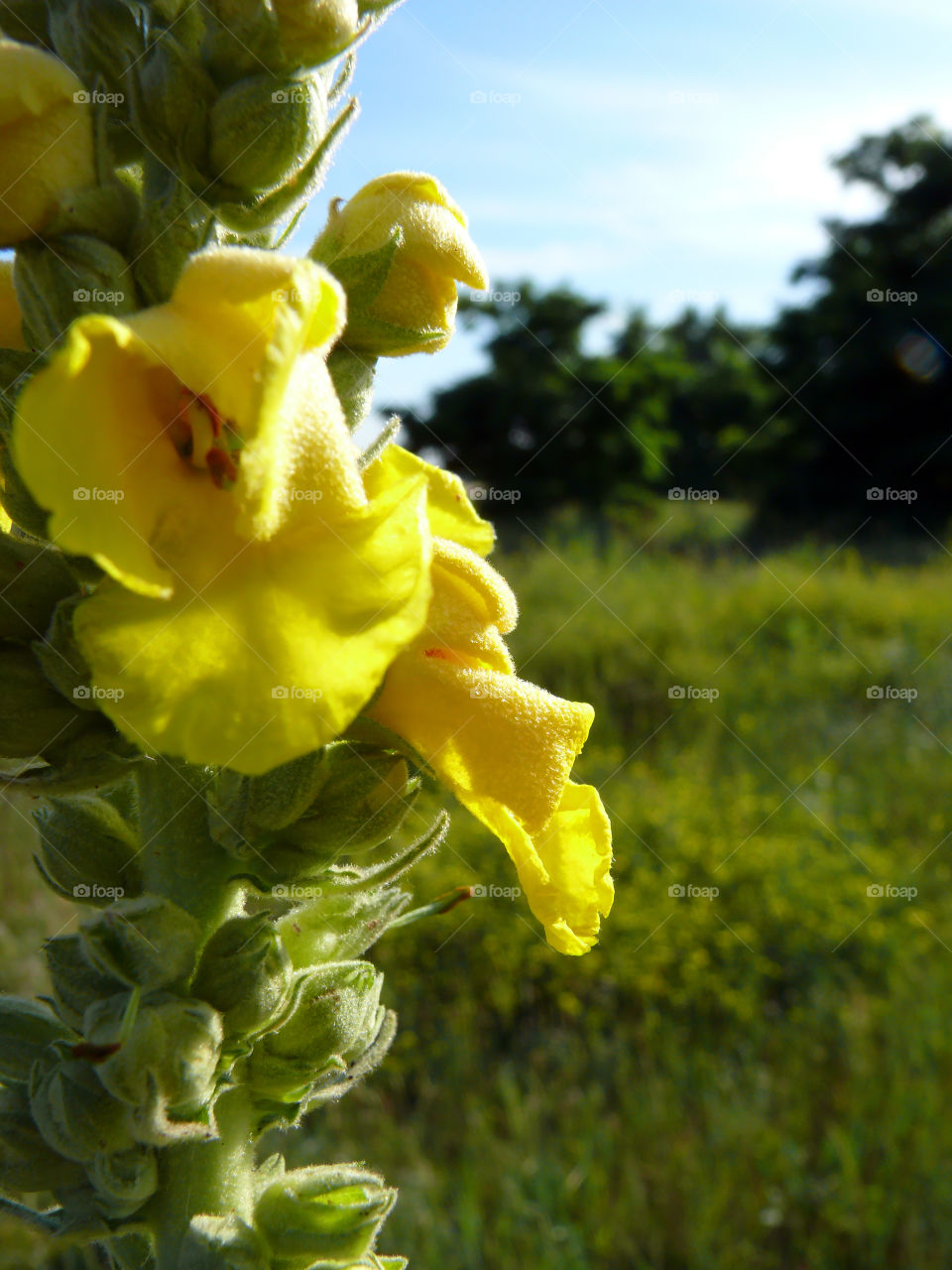 Close-up of yellow flowers growing on field in Berlin, Germany.