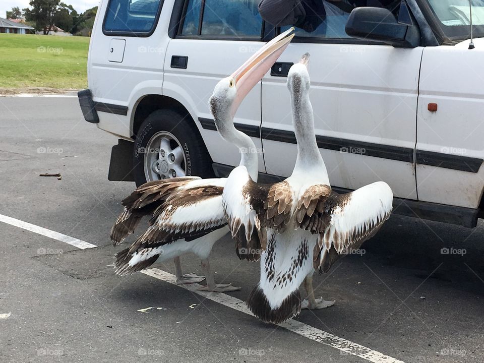Giant Australian seagulls... Just kidding! Two Pelicans begging for food handouts from people in vehicle at beach