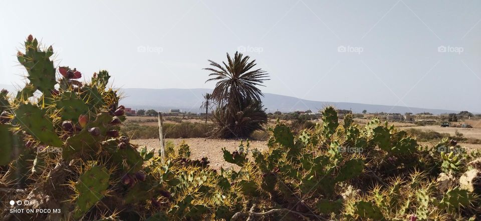 beautiful landscape at essaouira rural in Morocco.