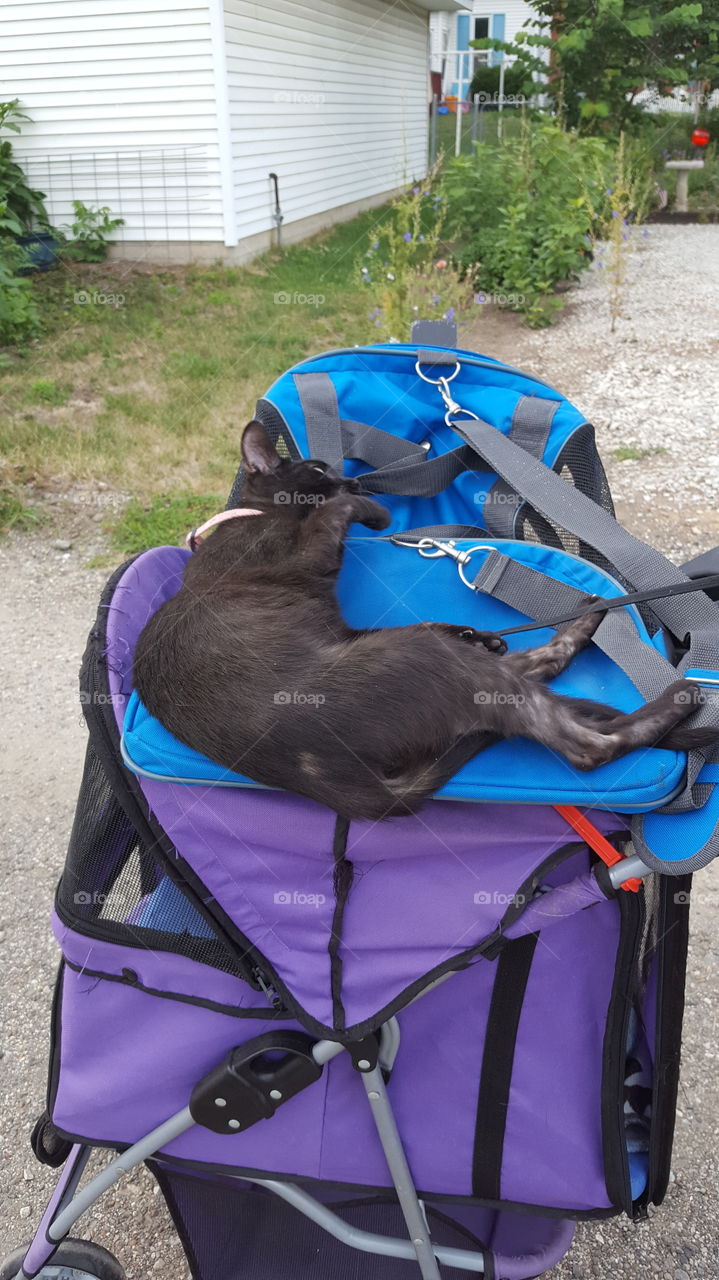 going for a stroller ride on top of the stroller