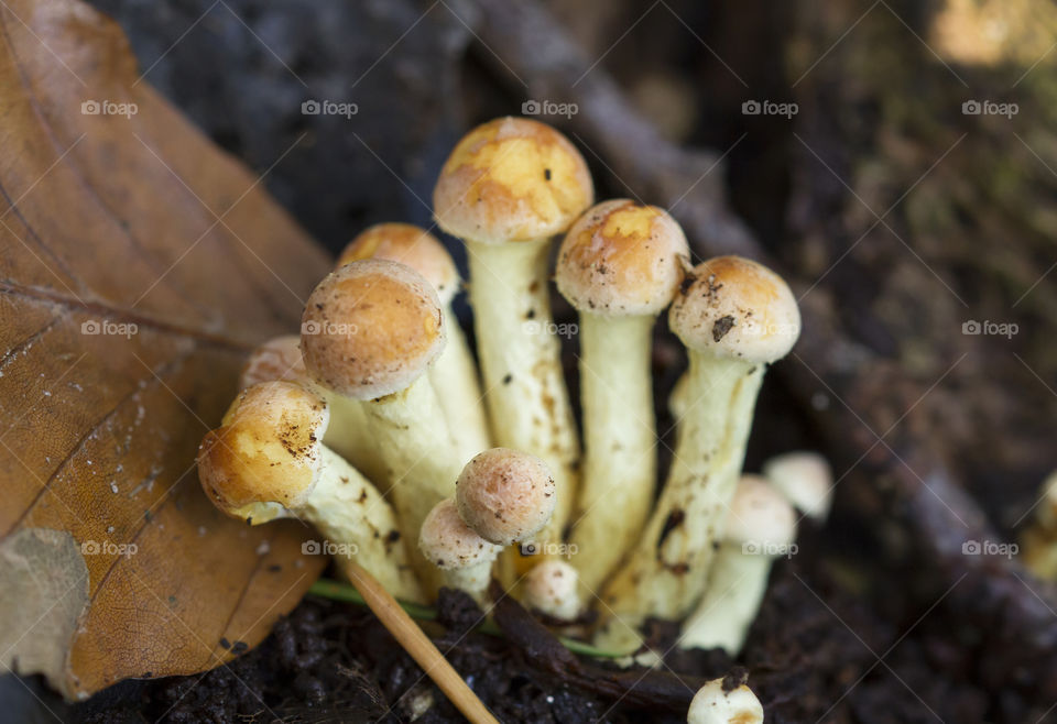 Mushrooms in the forest