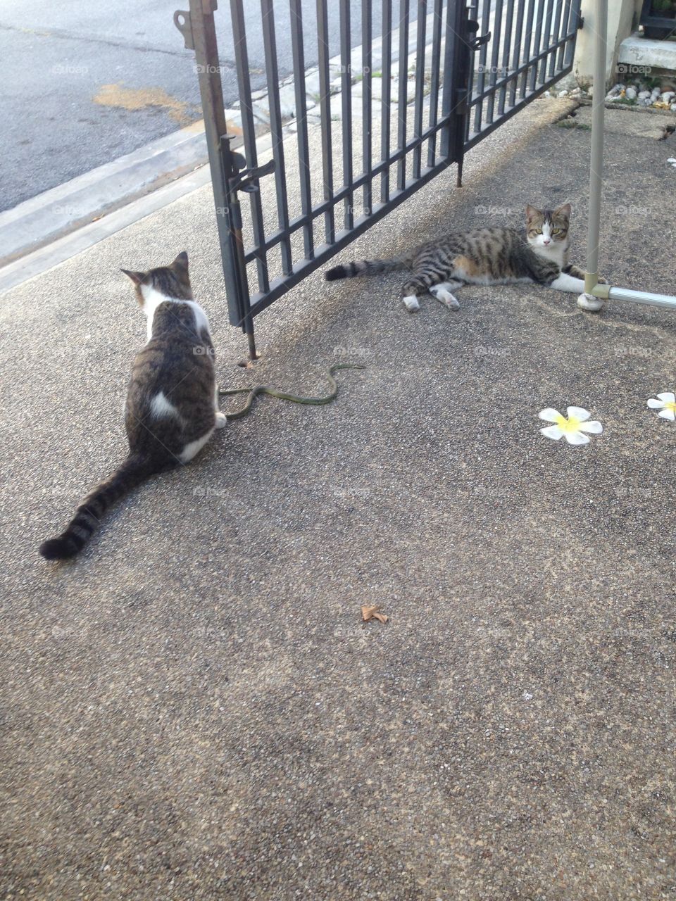 Cat vs Snake 