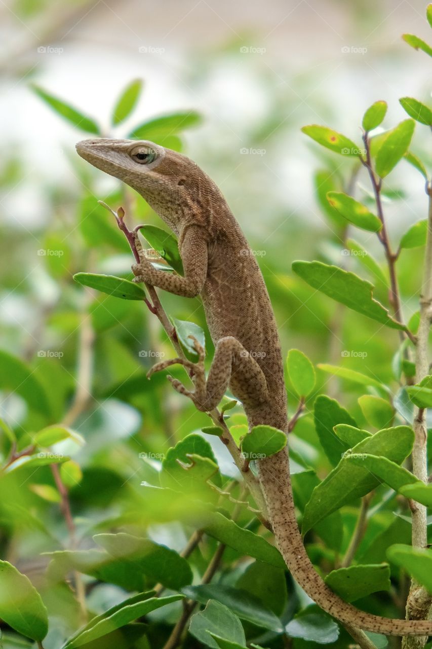 Foap, Glorious Mother Nature. An inquisitive Carolina Anole (Anolis carolinensis) clings to a sprig of a bush at Yates Mill County Park in Raleigh North Carolina. 