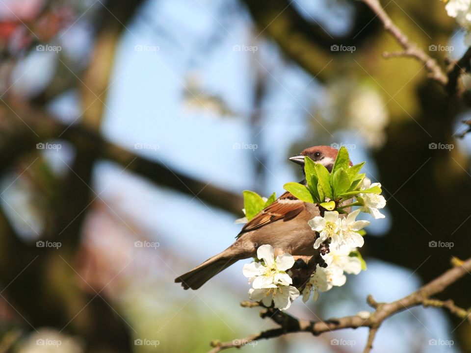Little bird trying to hide behind a flower. We can still see you, smartie!