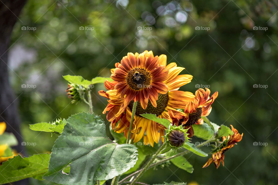 sunflowers bees and bumblebees