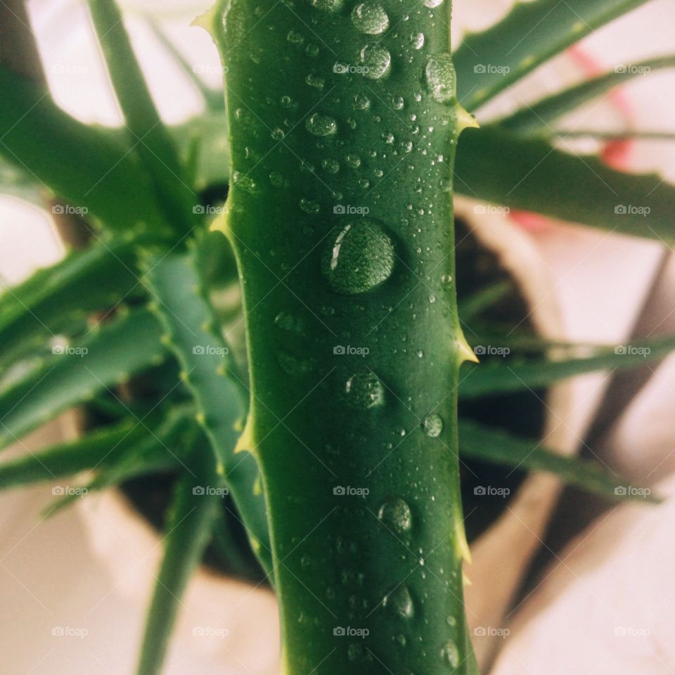 Aloe