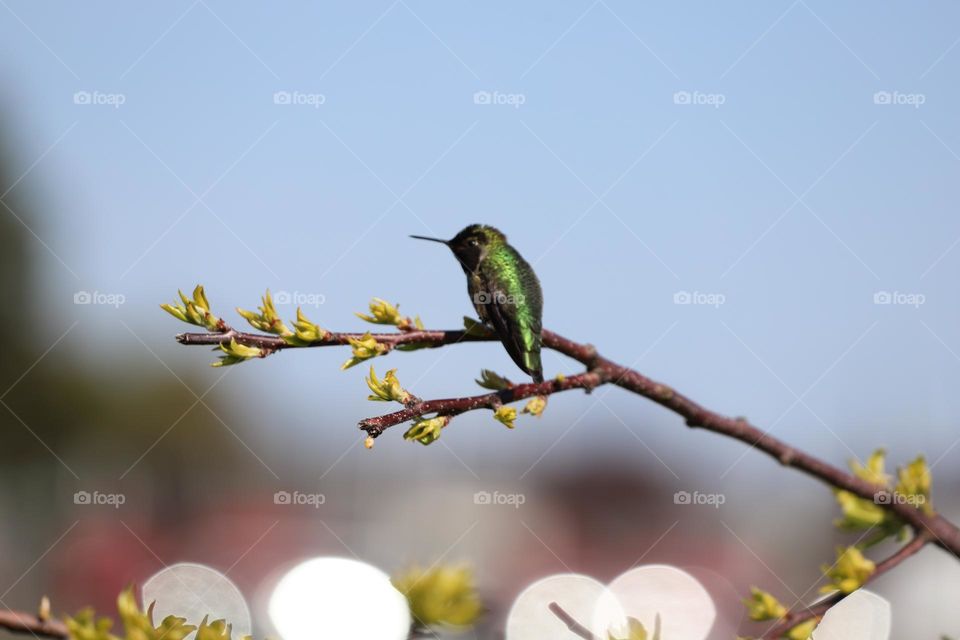 Hummingbird perched 