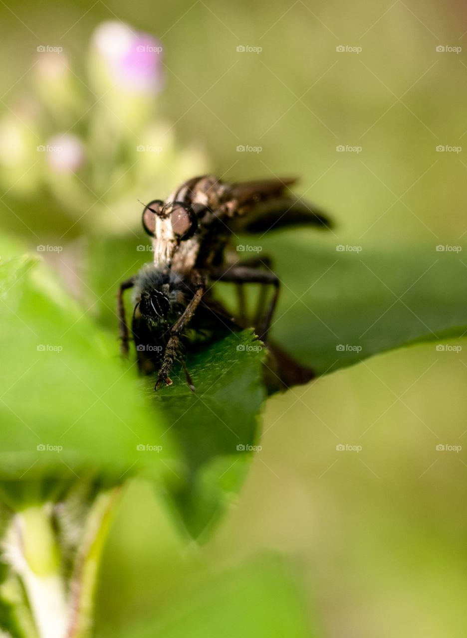 Robber fly eat the another insect