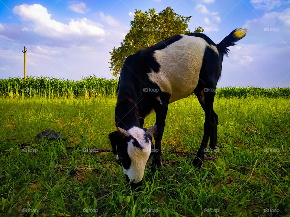 A closeup shot of a goat grazing in the meadow