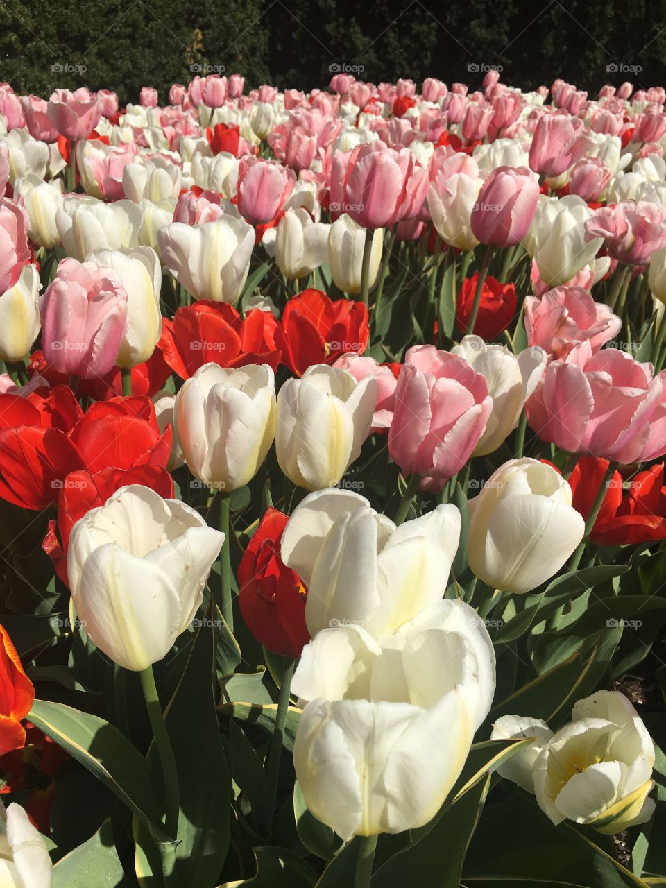 Tulips
