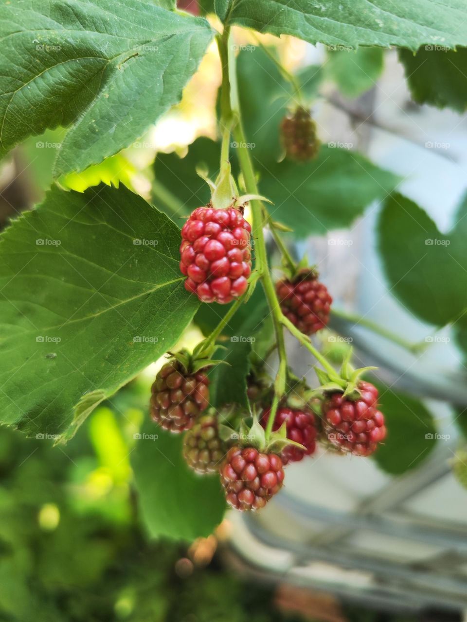 Blackberries