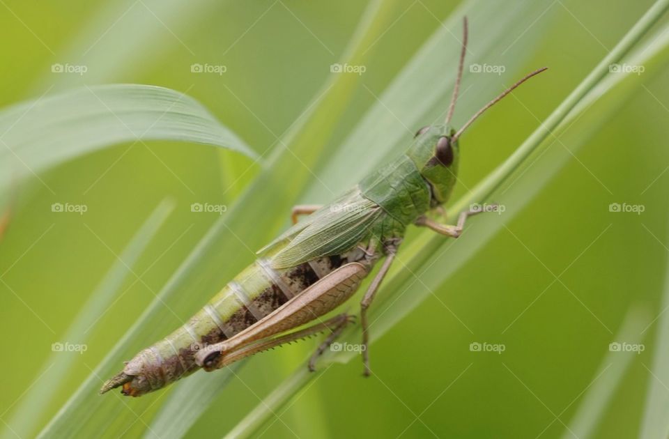 Close-up of green grasshopper sitting on leaf