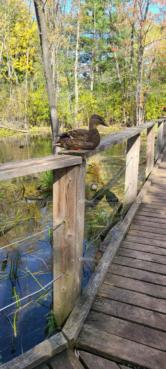 A Duck on a Wooden Bridge