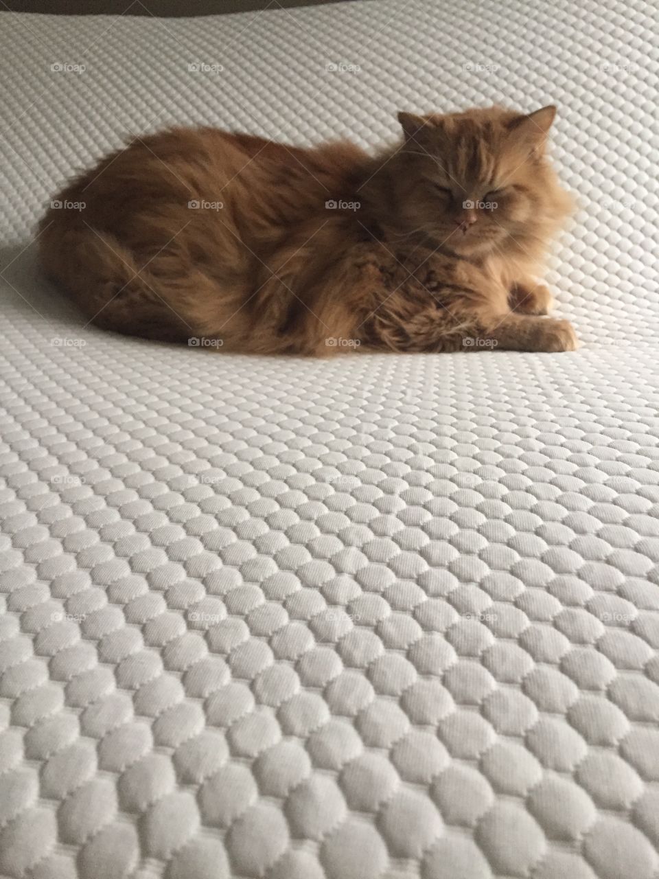 No Person, Cat, One, Mammal, Portrait