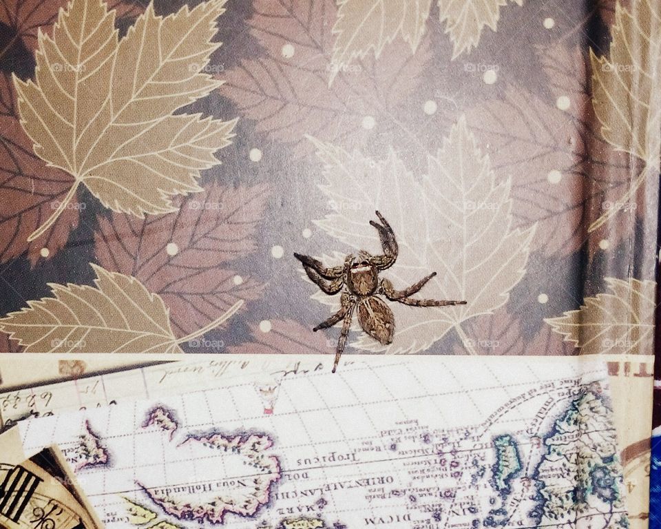 Spider on my diary