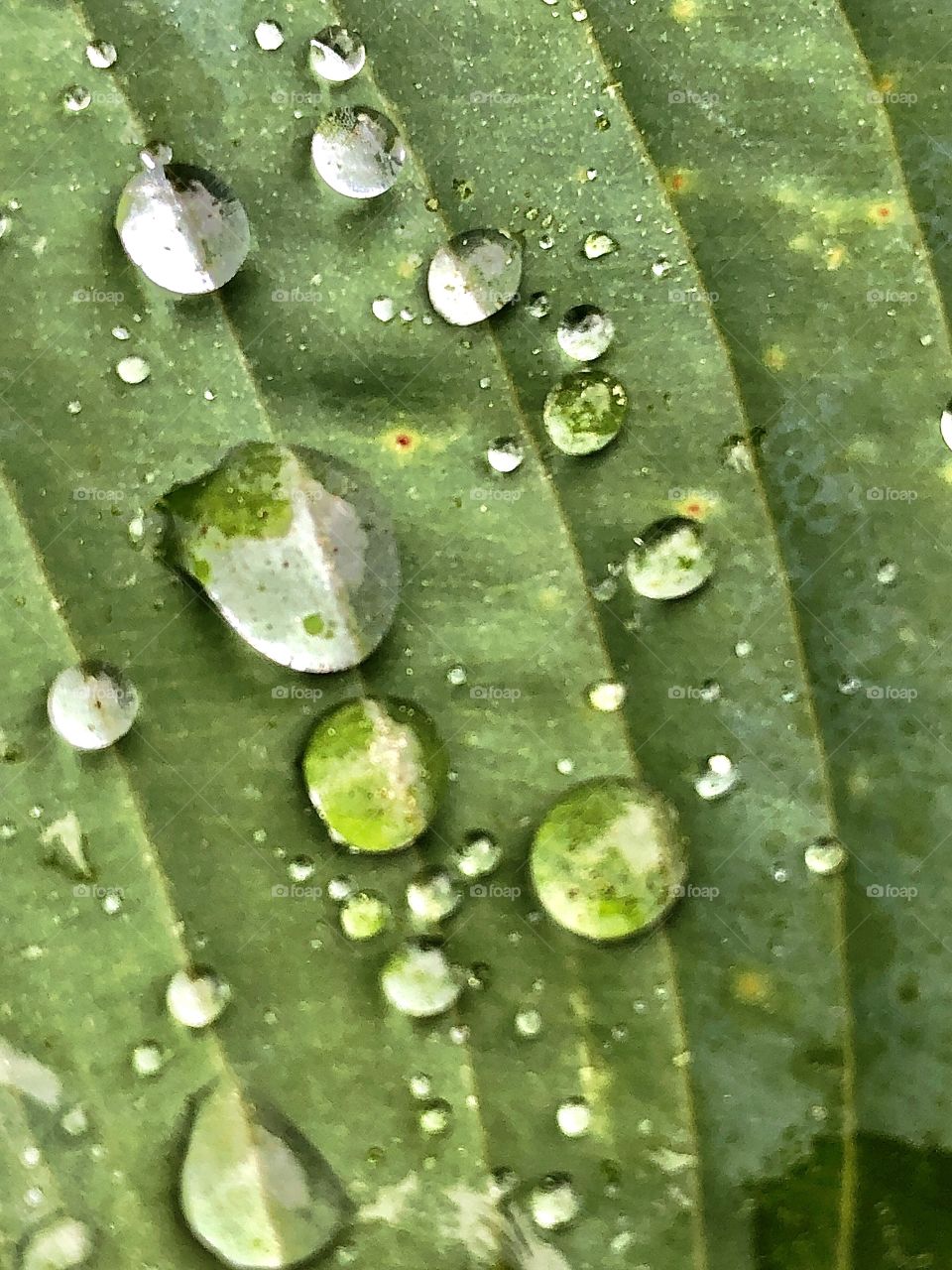 Green leaf with water droplets on surface, closeup, macro photography 