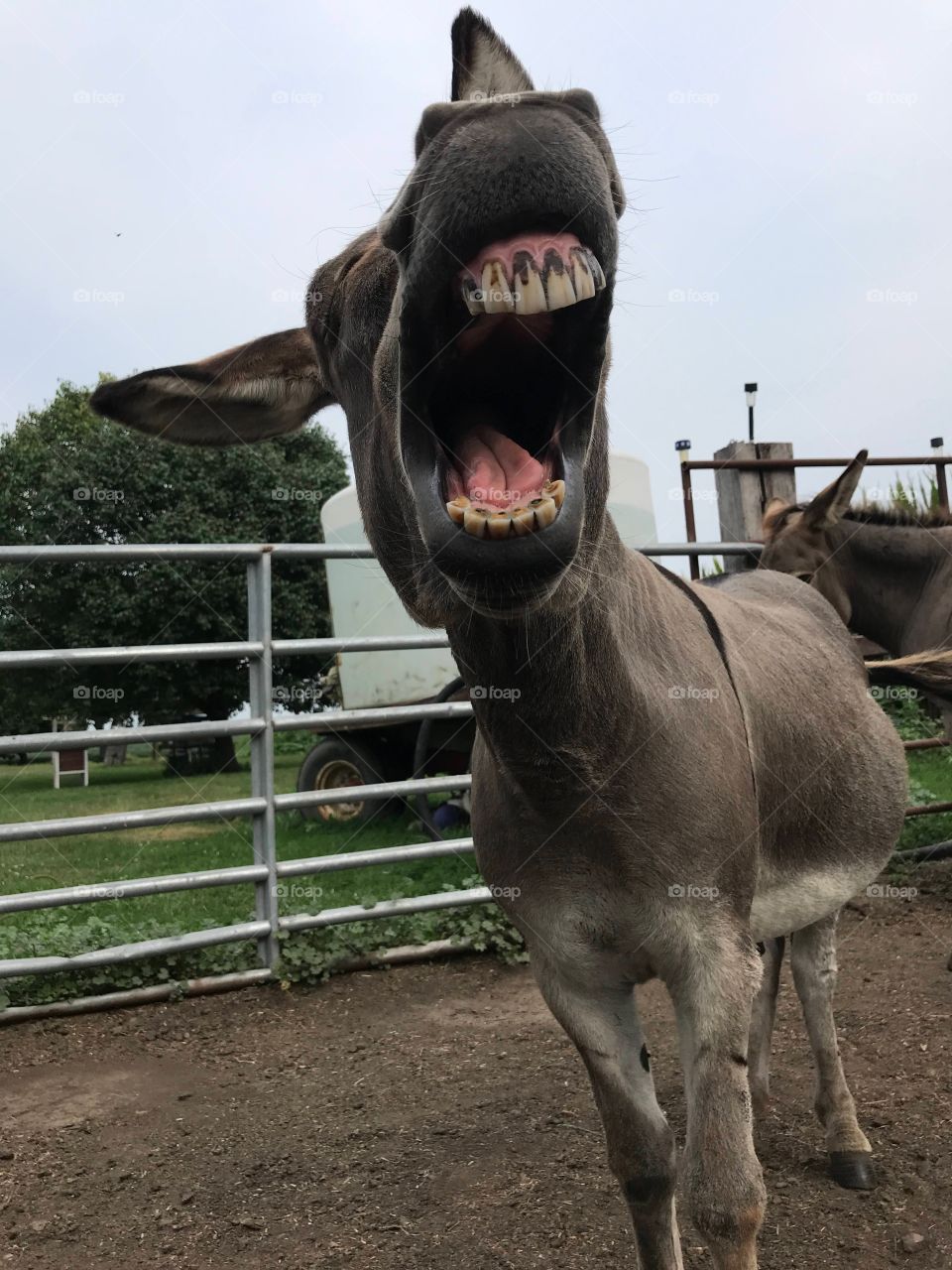 Our happy crazy donkey Earl